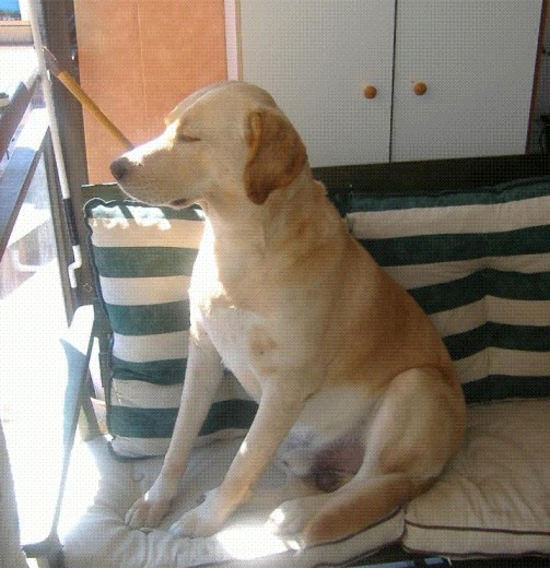 Hola, me llamo HOMER, soy un macho de labrador americano, tengo 4 años y 9 meses. Soy muy muy cariñoso, pacifico, juguetón y muy inteligente, me gusta mucho la gente y salir de paseo con mis dueños. Vivo en la provincia de Tarragona y busco experimentar el arte del amor, si crees que puedes ayudarme ponte en contacto con mi Cupido al nº 626.22.38.41 o nube1_1982@hotmail.com.
No busco recompensa económica, es por necesidad canina!!!!!
Hola, me llamo HOMER, soy un macho de labrador americano, tengo 4 años y 9 meses. Soy muy muy cariñoso, pacifico, juguetón y muy inteligente, me gusta mucho la gente y salir de paseo con mis dueños. Vivo en la provincia de Tarragona y busco experimentar el arte del amor, si crees que puedes ayudarme ponte en contacto con mi Cupido al nº 626.22.38.41 o nube1_1982@hotmail.com.
No busco recompensa económica, es por necesidad canina!!!!!